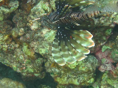 A lionﬁsh swims among coral — Seychelles. 
