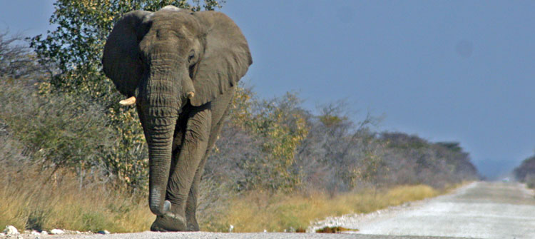 Driving Namibia