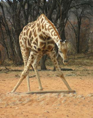 Driving Namibia