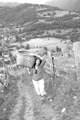 Judy Colaneri gathering escanda (spelt) before the rain — Quirós Valley, Asturias, northern Spain. Photos: Linda Koones