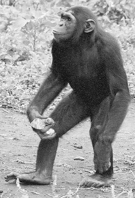 Chimp on Ngamba Island, Uganda. 