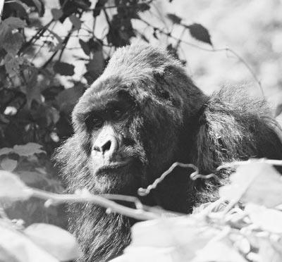 We followed this gorilla back to where its family was having lunch in a bamboo forest — Virunga Mountains, Rwanda.