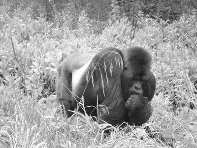 We met this huge and magnificent silverback in the Virunga Mountains of Rwanda. Photos: Baker