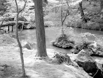 Moss carpets the ground to the water’s edge at Saiho-ji temple, which came to be known as Koke-dera, the Moss Temple.