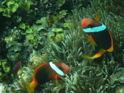 Clownfish on the house reef at Loloata Dive Resort.