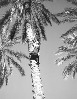 A 68-year-old man demonstrates climbing palm trees  to collect dates in the oasis outside Tozeur.