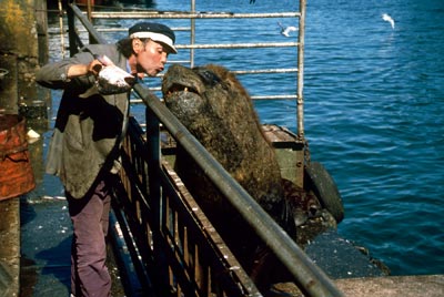 For a small tip, this man gets sea lions to pose for photos at Valdivia’s fish market.