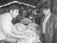 Sebastian educating Randy regarding the fine quality of merino wool, during an estancia sheepshearing marathon.