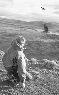 Giant condors perform cliff-edge fly-bys for Randy’s entertainment.