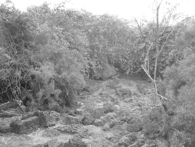 Charles Darwin Research Center — overgrown and  nearly empty (note tortoise in center of frame).