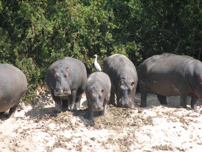 An egret sits atop a hippo — just some of the wildlife we saw on our Zambezi River cruise.