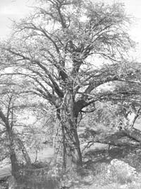 The Gambia’s national symbol is the baobab tree.