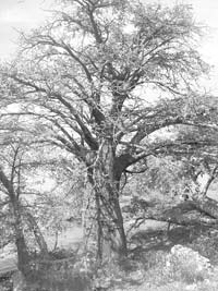 The Gambia’s national symbol is the baobab tree.