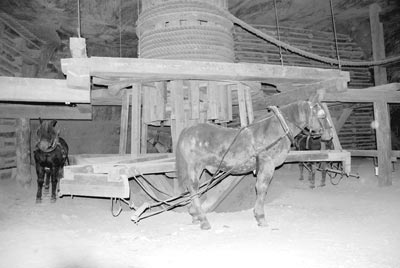 On each level, horses (the ones pictured are stuffed) pulled a rope wound around a spindle to raise salt to the next level.