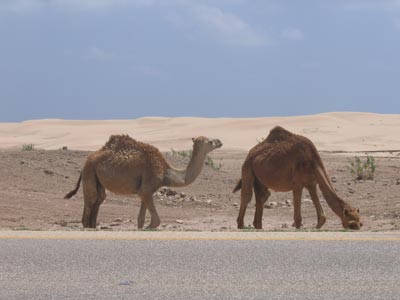 Camels on the side of the road in Oman.