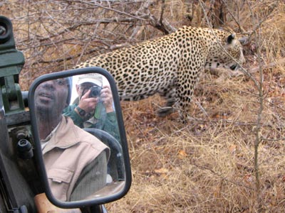 A male leopard passed right in front of our game truck.