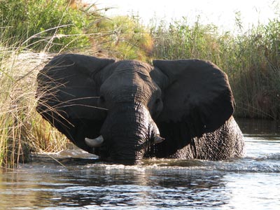 Our guide had to chase this elephant down the channel in the Okavango so we could continue back to camp.