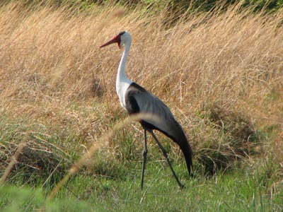 This is one of three rare wattled cranes we saw in the Moremi Game Reserve.