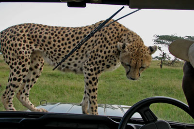 An up-close experience on the Maasai Mara.