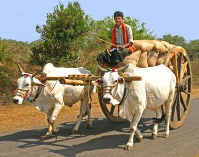 Ox cart is a typical means of transportation of grain and rice to market in this area.