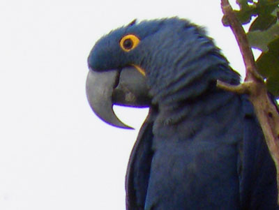 The world's largest macaw, the endangered hyacinth macaw can be seen at the Jaguar Ecological Reserve in Mato Grosso, Brazil.