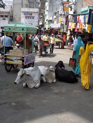 The narrow streets of old Udaipur are shared by all.