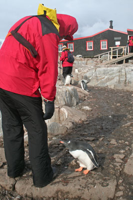 A curious gentoo penguin checked out Ray Bahde.