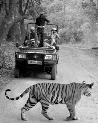 This tiger graced my lens in Bandhavgarh National Park.