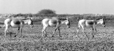 Asiatic wild asses in Little Rann Sanctuary.