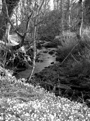 Snowdrops edge both sides of Cambo burn on its way to the sea. Photo: Horn