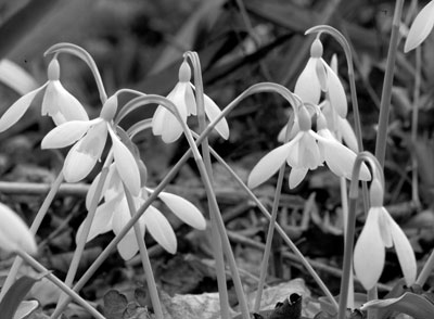 One of many subtle varieties of snowdrops. Photo: Cambo Estate