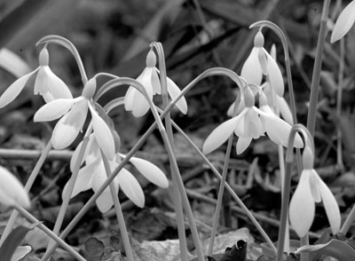 One of many subtle varieties of snowdrops. Photo: Cambo Estate