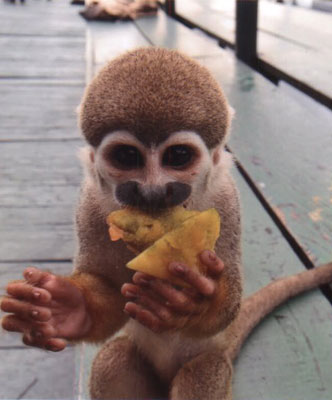 Squirrel monkey with melon.