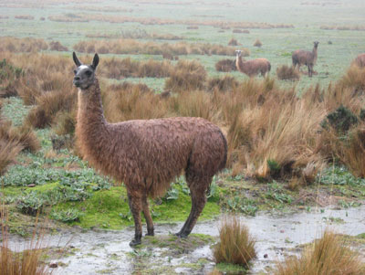 Semidomesticated llamas graze on the high páramo grasslands.