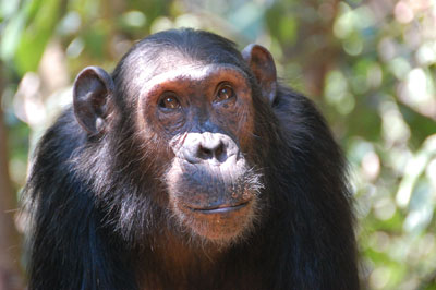 Portrait of our nearest animal relative, which shares more than 98% of our genetics — Gombe Stream National Park.