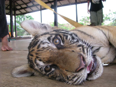 A tiger cub rests during breakfast with the monks.