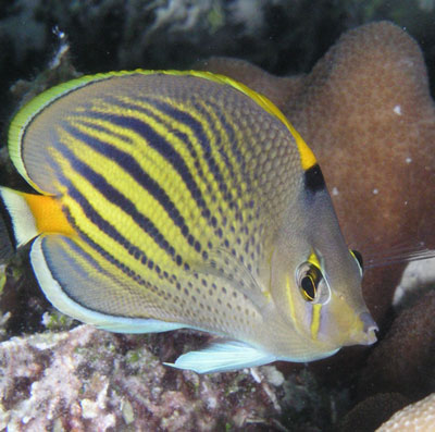 A black-and-yellow striped dot-and-dash butterflyfish.