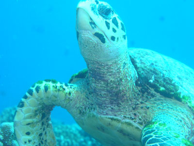 Just a few of the underwater residents I encountered: the always-graceful green sea turtle.