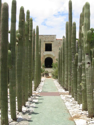 Towering cacti line a pathway to the convent in the garden’s interior.