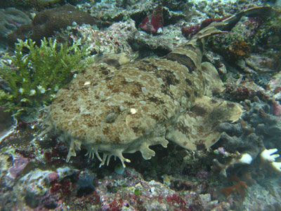 Right: The shaggy wobbegong  shark.