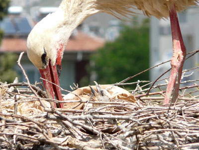 Note the baby stork in the middle of the photo, taken outside my hotel window in Selçuk. 