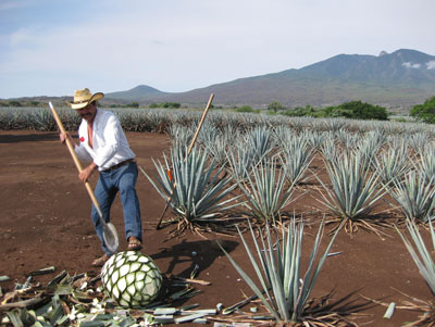 Ismael Gama, jimador for the José Cuervo tequila distillery for 38 years, quickly exposes the heart of a 50-pound blue agave.