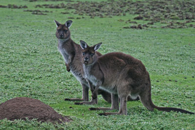 Two curious creatures watch us watching them — just one of many interesting sights from our custom tour of Australia. Photo by Bill Reed