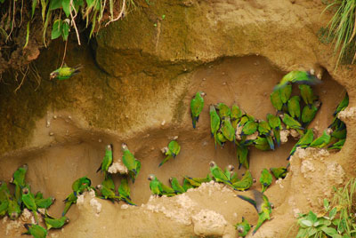 A clay lick on the Napo River attracts a group of bright-green parrots.