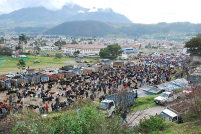 The animal market in Otavalo.