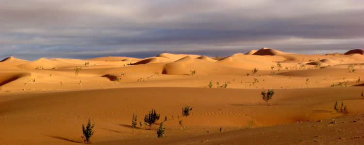 Mauritania’s shifting sands.