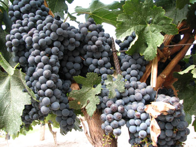 Malbec grapes at Bodega Vistalba.