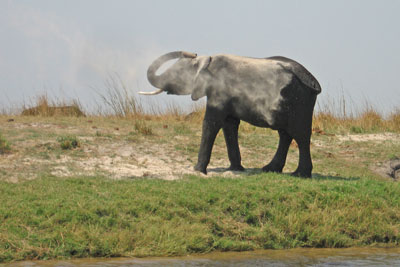 After crossing the Chobe River, elephants used sand as talcum powder and sunscreen.