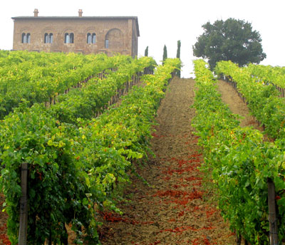 Italian vineyards.