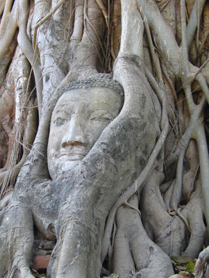 The roots of a 50-foot banyan tree have grown around this ancient statue of Buddha in Ayutthaya, the old capital of Thailand.